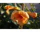 Campsis radicans Summer Jazz ® Gold