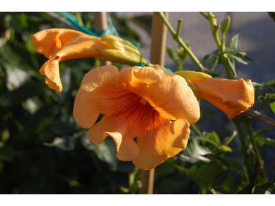 Campsis radicans