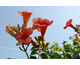 Campsis x tagliabuana Dancing Flames