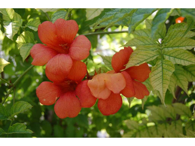 Campsis x tagliabuana