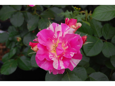 Rosa