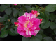 Rosa Candyland