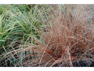 Carex buchananii