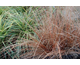 Carex buchananii Firefox