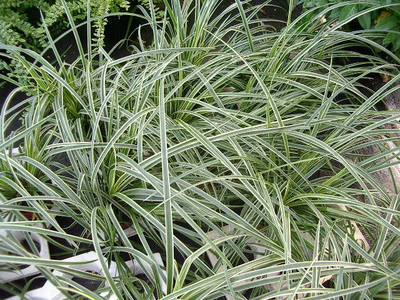 Carex morrowii