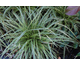 Carex morrowii Fisher's Form