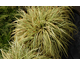 Carex oshimensis Evergold