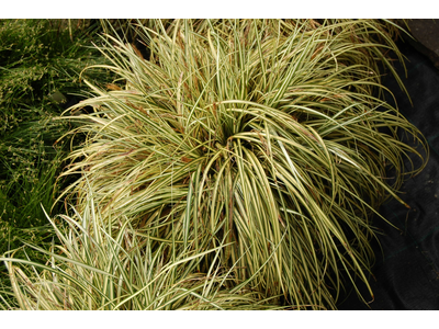 Carex oshimensis