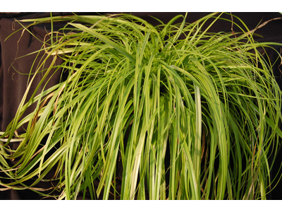 Carex oshimensis