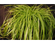 Carex oshimensis Everillo