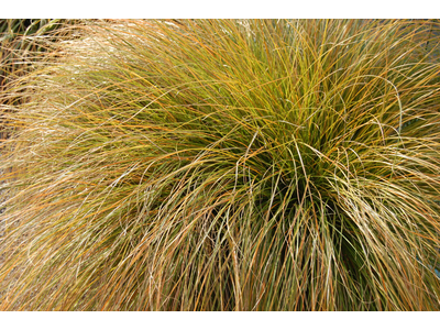 Carex testacea