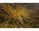 Carex testacea Prairie Fire (Indian Summer)