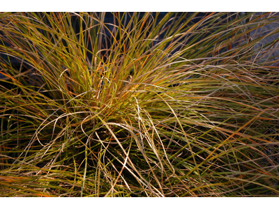 Carex testacea