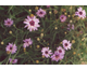 Catananche caerulea