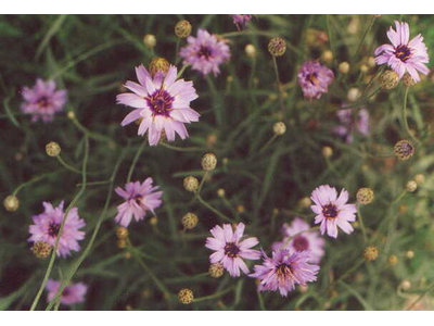 Catananche caerulea