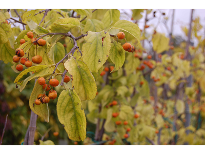 Celastrus scandens