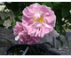 Rosa Celsiana