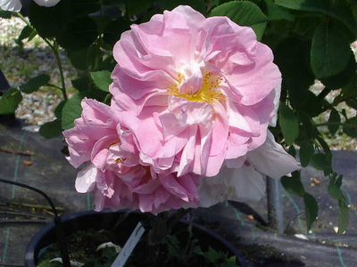 Rosa