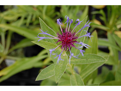 Centaurea montana