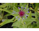 Centaurea montana