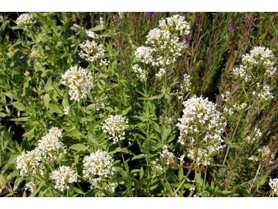 Centranthus ruber