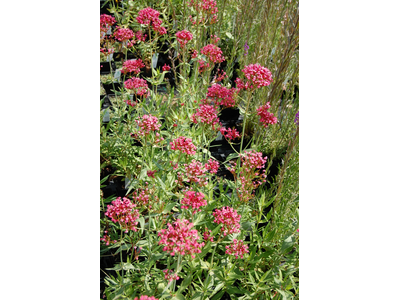 Centranthus ruber var. coccineus