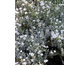Cerastium tomentosum var. columnae Silberteppich