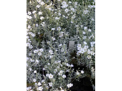 Cerastium tomentosum var. columnae