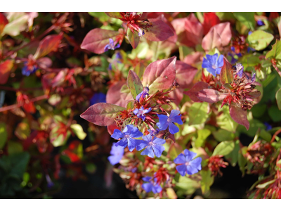 Ceratostigma plumbaginoides