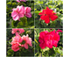 Pelargonium interspecifico serie 'Champion'