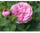 Rosa Chapéau de Napoléon (Cristata)