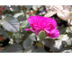 Rosa Chartreuse de Parme