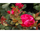 Rosa Cherry Bonica