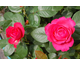 Rosa Cherry Lady