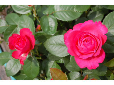 Rosa