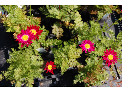 Chrysanthemum coccineum