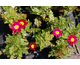 Chrysanthemum coccineum Robinson Red