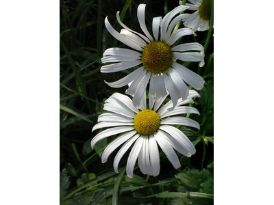 Chrysanthemum leucanthemum