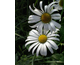 Chrysanthemum leucanthemum May Queen