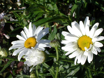 Leucanthemum x superbum