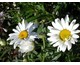 Leucanthemum x superbum