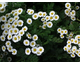 Chrysanthemum parthenium (Tanacetum parthenium) 