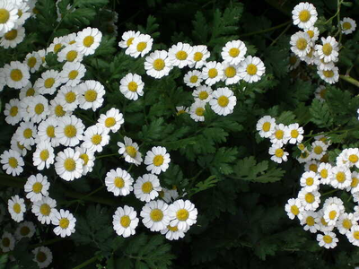 Chrysanthemum parthenium (Tanacetum parthenium)