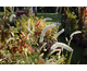 Actaea simplex White Pearl