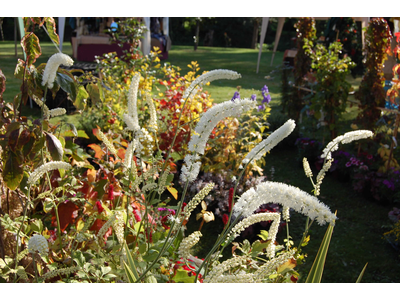 Actaea simplex