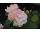 Rosa Clair Renaissance