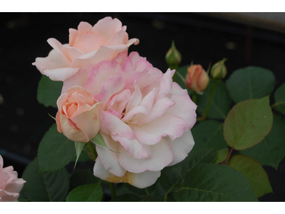 Rosa