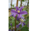 Clematis