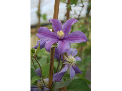 Clematis