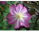 Clematis Asao